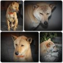 사림동110 이미지