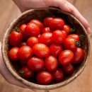 토마토2 | 스테비아 토마토 추천 고당도 방울토마토 1kg(2팩) 다이어트 간식 후기