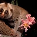 나무와늘보