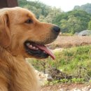 멋진강아지 이미지