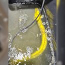 황금장어 이미지