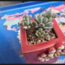 블루빈스 이미지