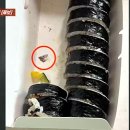 김밥반장 이미지