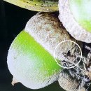 [딱정벌레목 거위벌레과] 도토리거위벌레 _ 도토리에 알을 낳고 잎과 같이 도토리를 떨어뜨려 알을 부화시키는 곤충 이미지