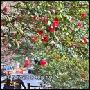 지석민박 | [거제] 멋진 자연경관과 동백꽃의 향연 그리고 일제 강점기의 아픈 역사를 고스란히 간직한 '지심도'