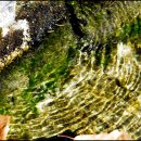 단종 어수정 이미지