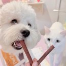 플러스소프트 | 강아지 오메가3 간식 추천 | 장 예민 강아지도 잘 먹은 펫세븐 오메가3플러스 소프트츄 후기