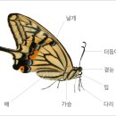 풀꽃향기 이민국기자 ＜나비프로젝트＞ 이미지