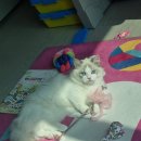 고양이분양 반하나캣 | 귀엽고 사랑스러운 먼치킨 레가퍼 분양후기! 파주고양이분양 반하나캣