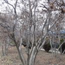 소사나무 Daum카페