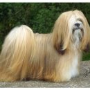 황제라사 이미지