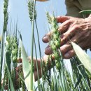 우리밀밭 이미지