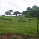 솔미목장 이미지