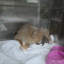 부곡동물병원 이미지