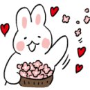 불새닭발 이미지