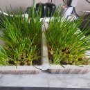 아내의 텃밭 이미지