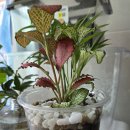 피트니아 이미지