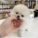 개린이집 강아지분양 고양이분양 전주본점 | 전주 강아지분양/개린이집 강아지분양 고양이분양 전주본점 추천