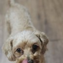 프레싯 (FRESHET) 이미지