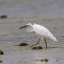 Pacific Reef Heron 흑로( 백색형) 일본 이시샤키 2023.10.11 이미지