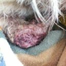 둘리 농장 이미지