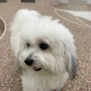 글로리퍼피 이미지