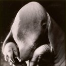 도라(Dora) 이미지