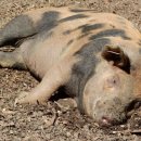 화난돼지 이미지