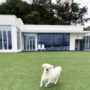 쉬오트애견풀빌라 | 경주 애견동반 숙소 쉬오트 애견 풀빌라 내돈내산 후기