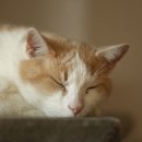 강북 24시 N 동물의료센터 이미지