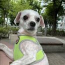 뽀dog 이미지