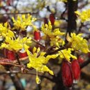 중부-현장-중부-775 | 2026년 전국 산수유 꽃 개화 시기 및 4월 이천백사 산수유꽃축제 정보(기간, 주차 등)