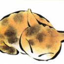 로잔동물의료센터 이미지