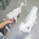 더샵 동물병원 이미지