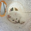 꽁냥이놀이터 이미지