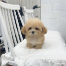 마리켄넬 24시강아지분양 애견분양 애견샵 이미지