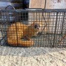 기봉이 농장 Daum카페