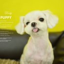 둘리애견미용샵 이미지