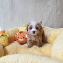 애견왕국 이미지