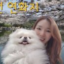 김천애견 이미지