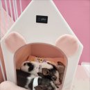 세종돼지 이미지