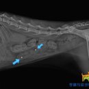 Dr.dog동물의료센터 이미지