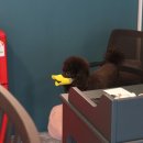 젠틀그루밍 이미지