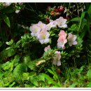 아젤리아 이미지