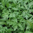 한방쑥사우나 이미지