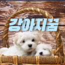 하얀강아지 이미지