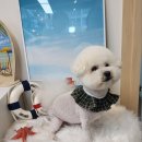 코코바리 이미지