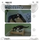 메종 드 캣 이미지