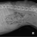 충남동물병원 이미지