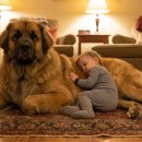 도그레온 이미지